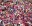 wild resized